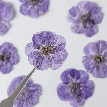 2.5-3cm/12pcs,dabas Plūmju ziedu nospiests ziedu ziedlapiņām,nekustamā tiny ziedu DIY grāmatzīmi mobilo tālruni gadījumā, ja augu parauga uzlīme